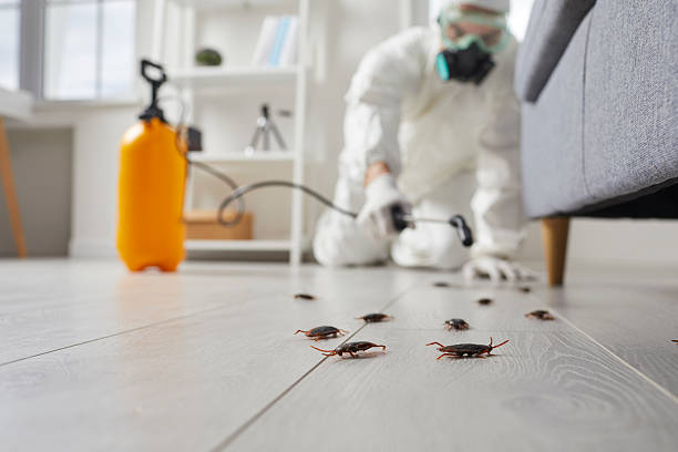 Commercial Rodent Management in West York